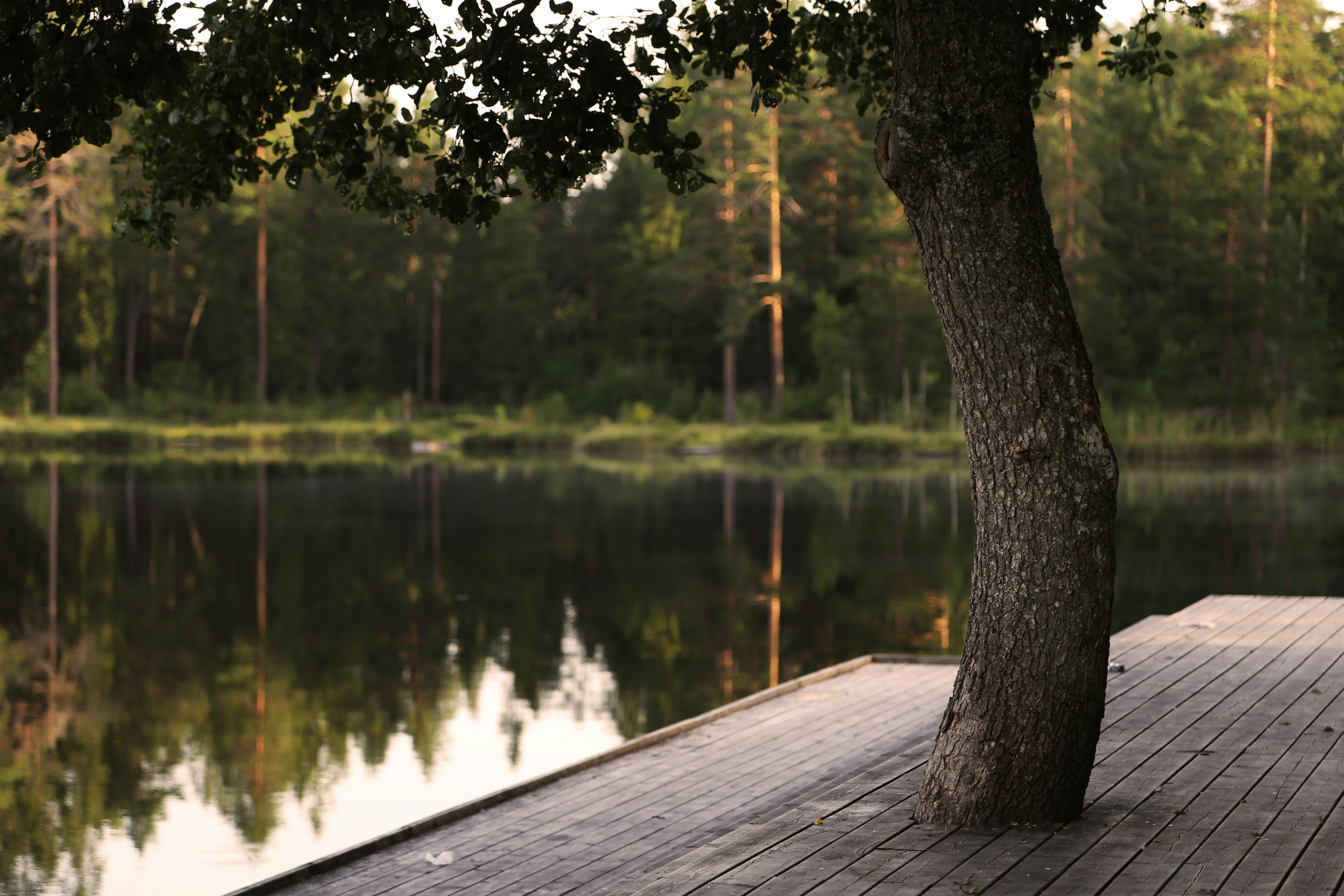 gray wooden dock near body of water surrounded with green trees